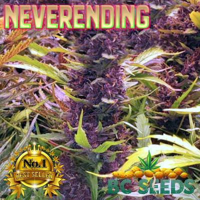 NeverEnding Cannabis Seeds