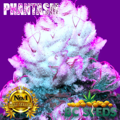 phantasm cannabis seeds