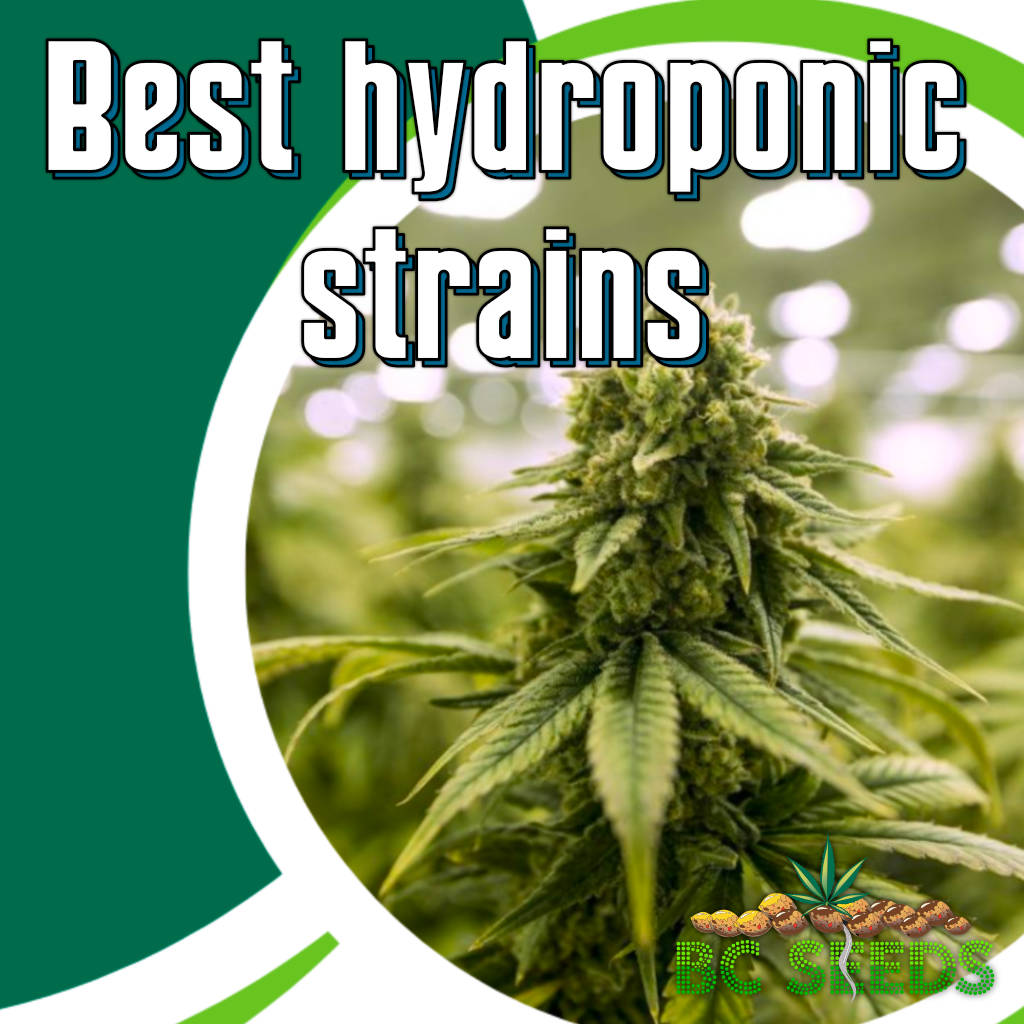 Best hydroponic strains