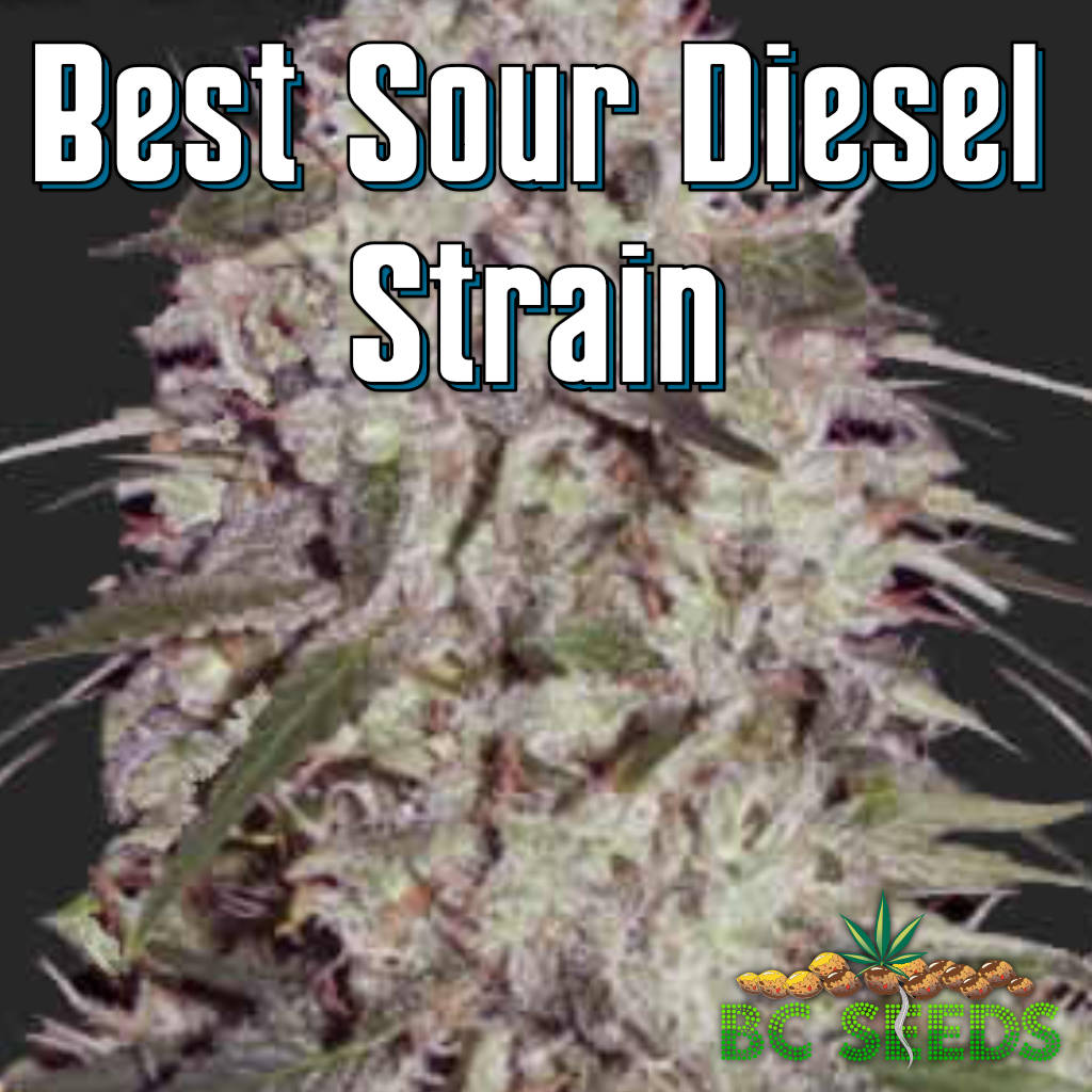 Best Sour Diesel Strain
