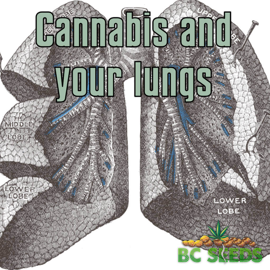 Cannabis and your lungs