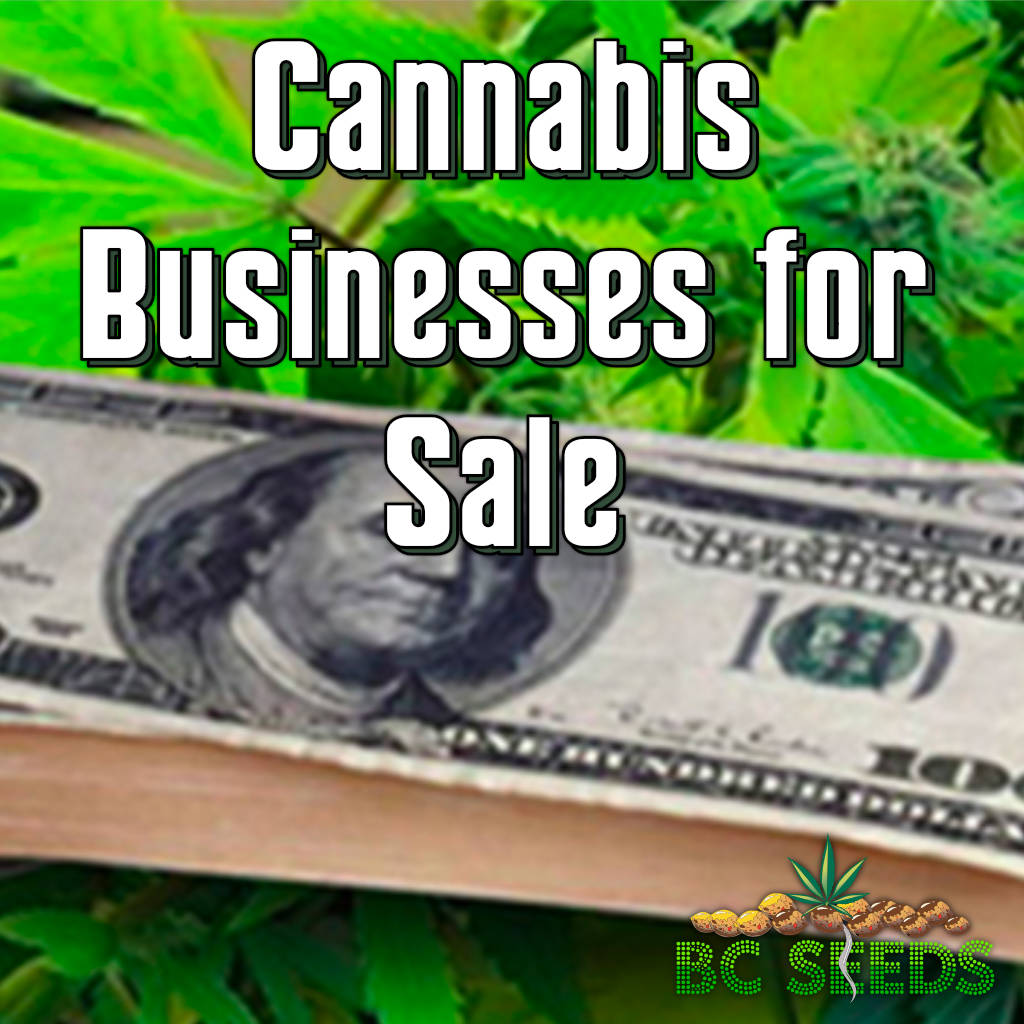 Cannabis businesses for sale