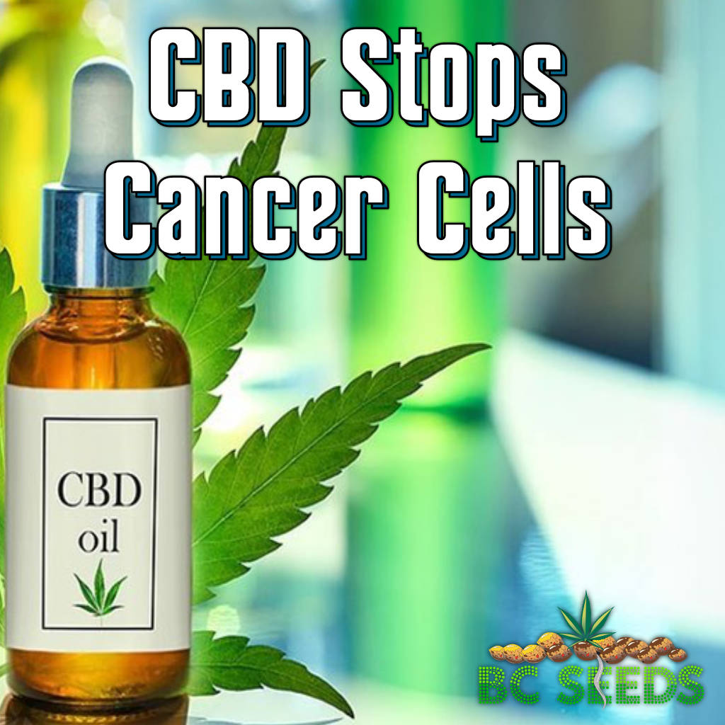CBD Stops Cancer Cells