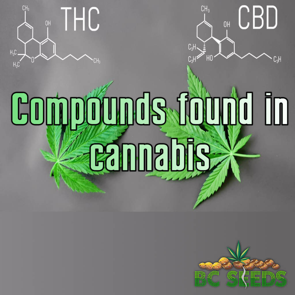 Compounds found in cannabis