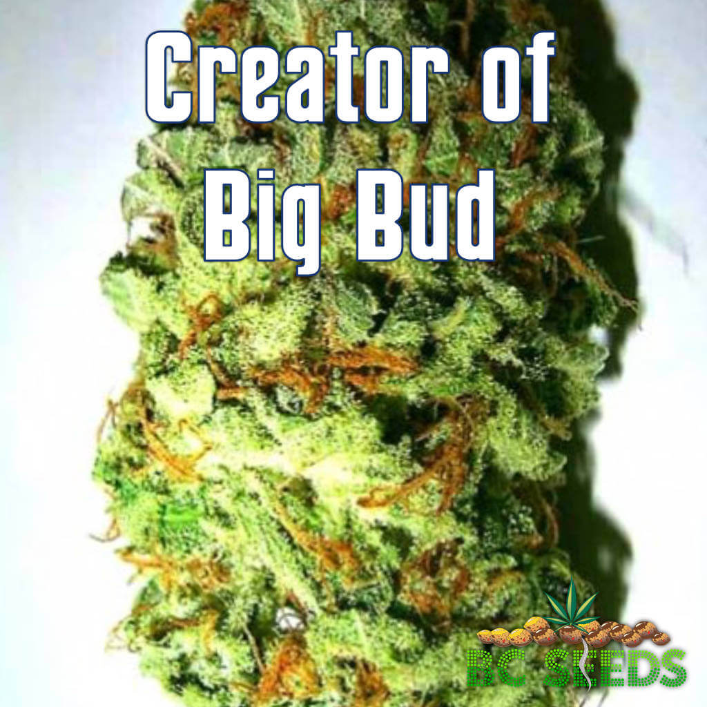 Creator of Big Bud