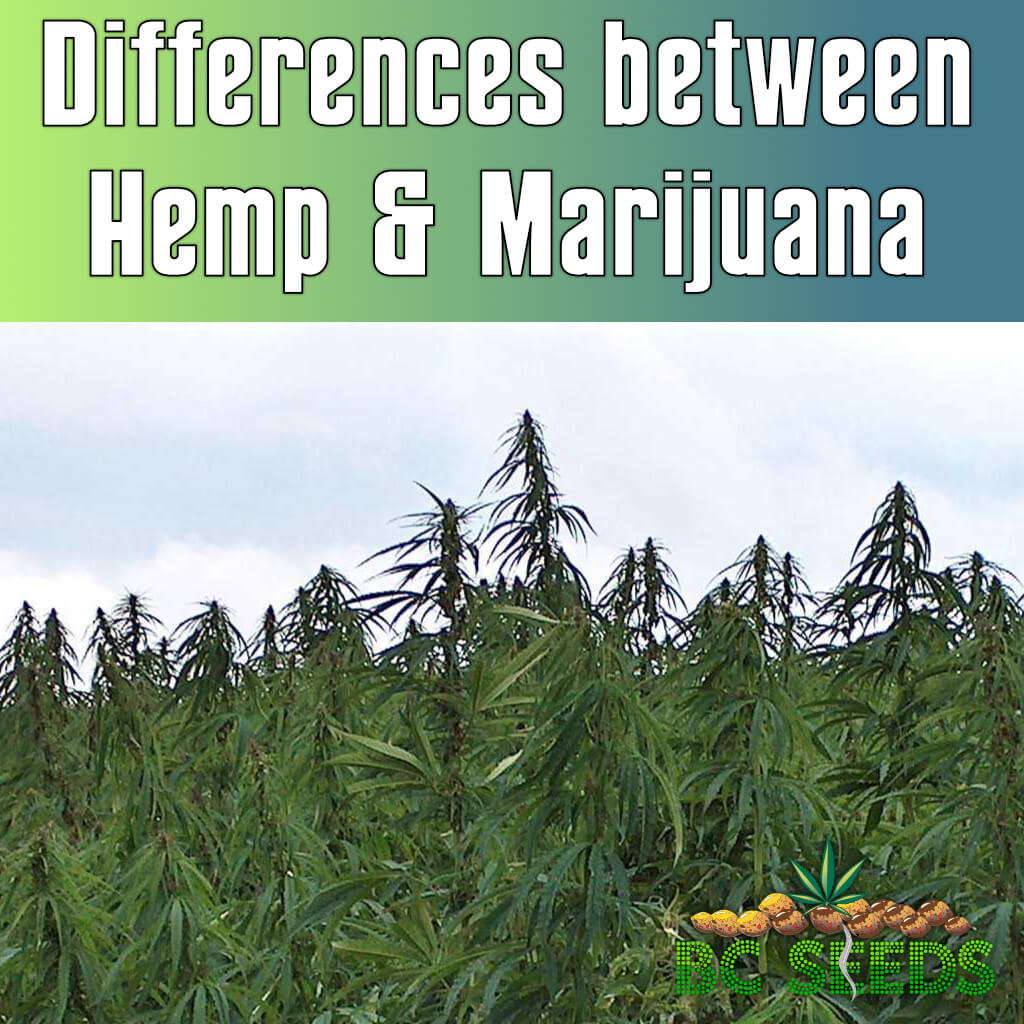 Differences between Hemp and Marijuana