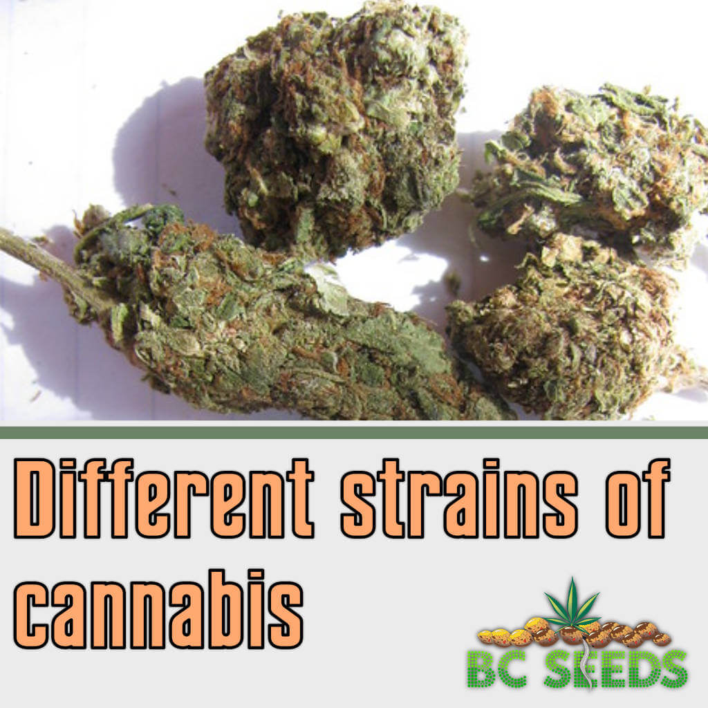 Different strains of cannabis