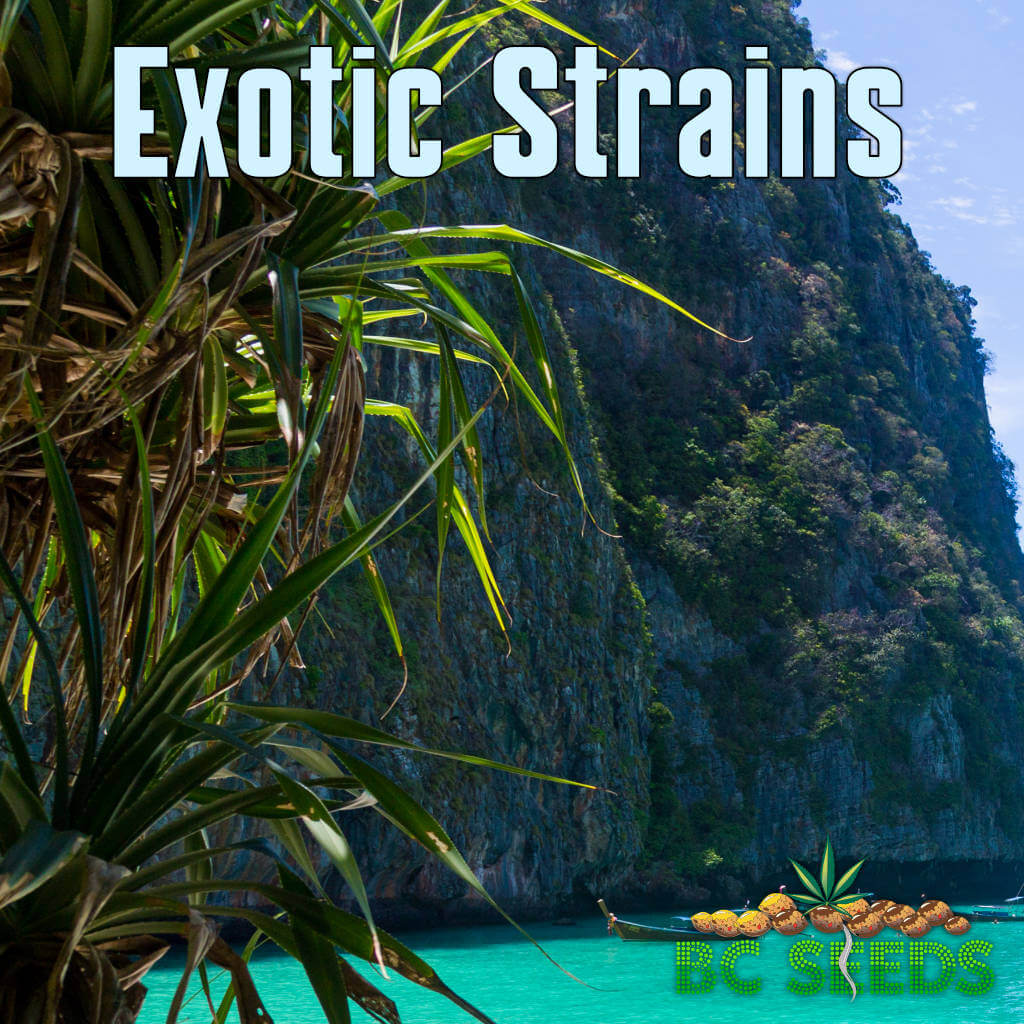 Exotic Strains