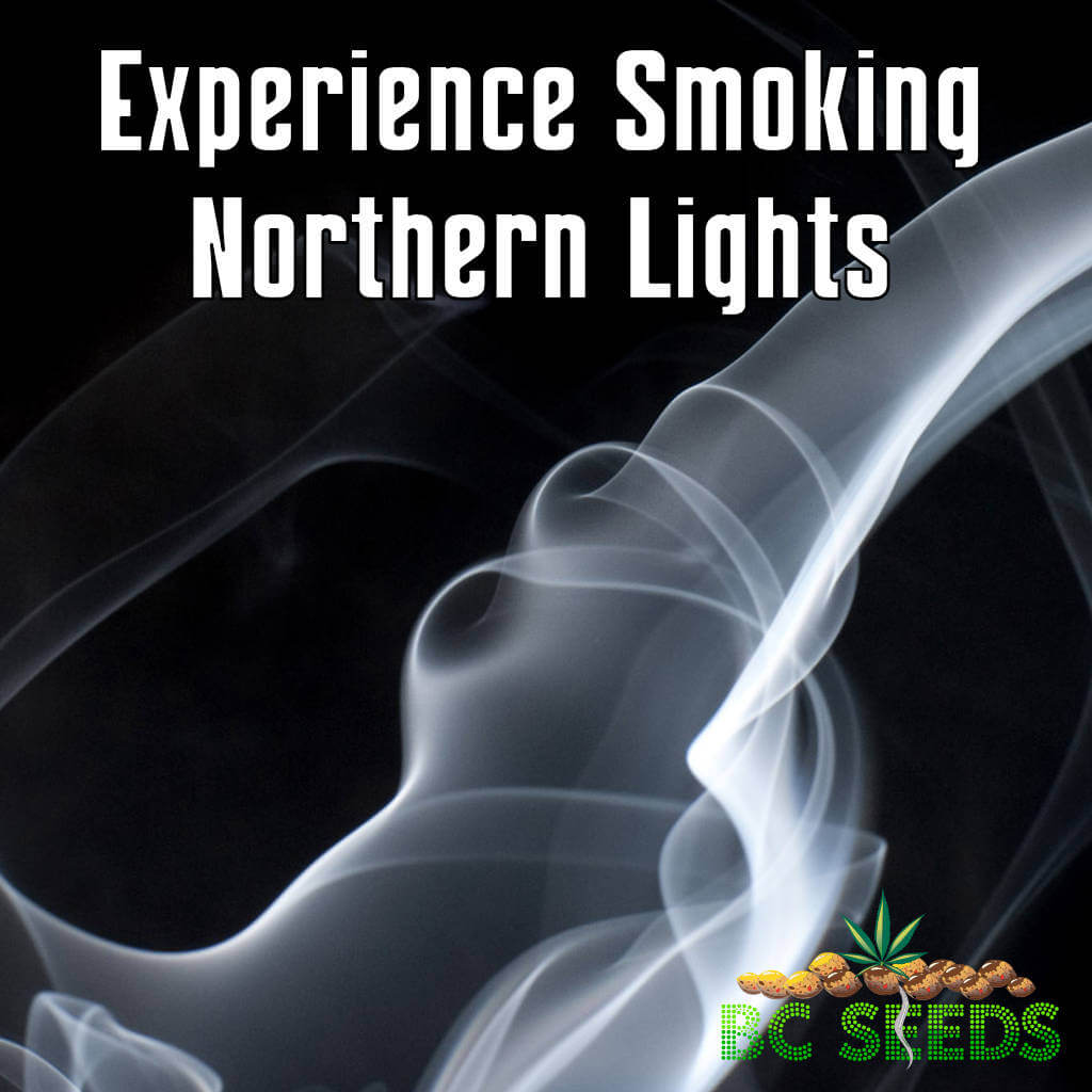 Experience Smoking Northern Lights