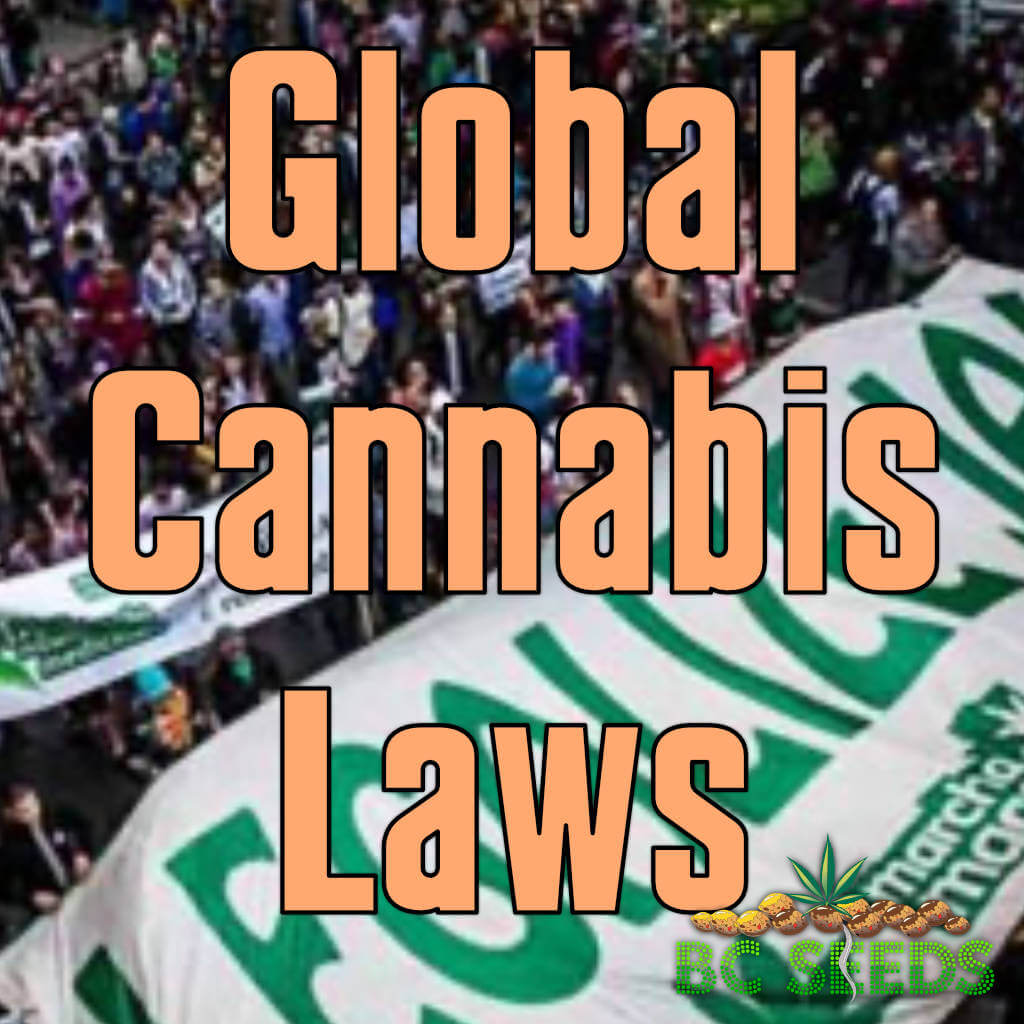 Global cannabis laws