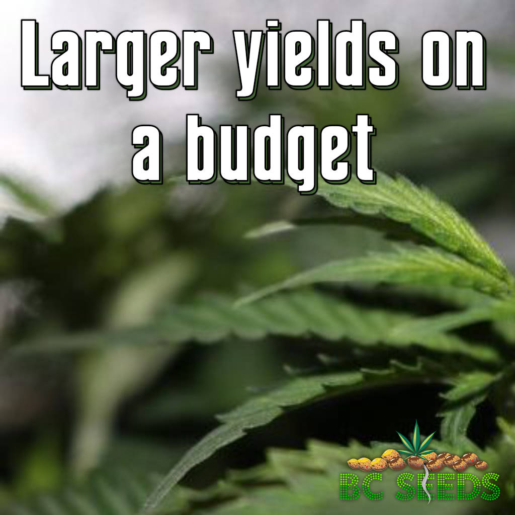 Larger yields on a budget