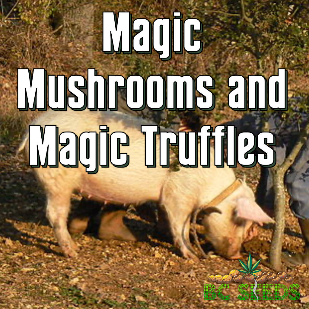 Magic Mushrooms and Magic Truffles
