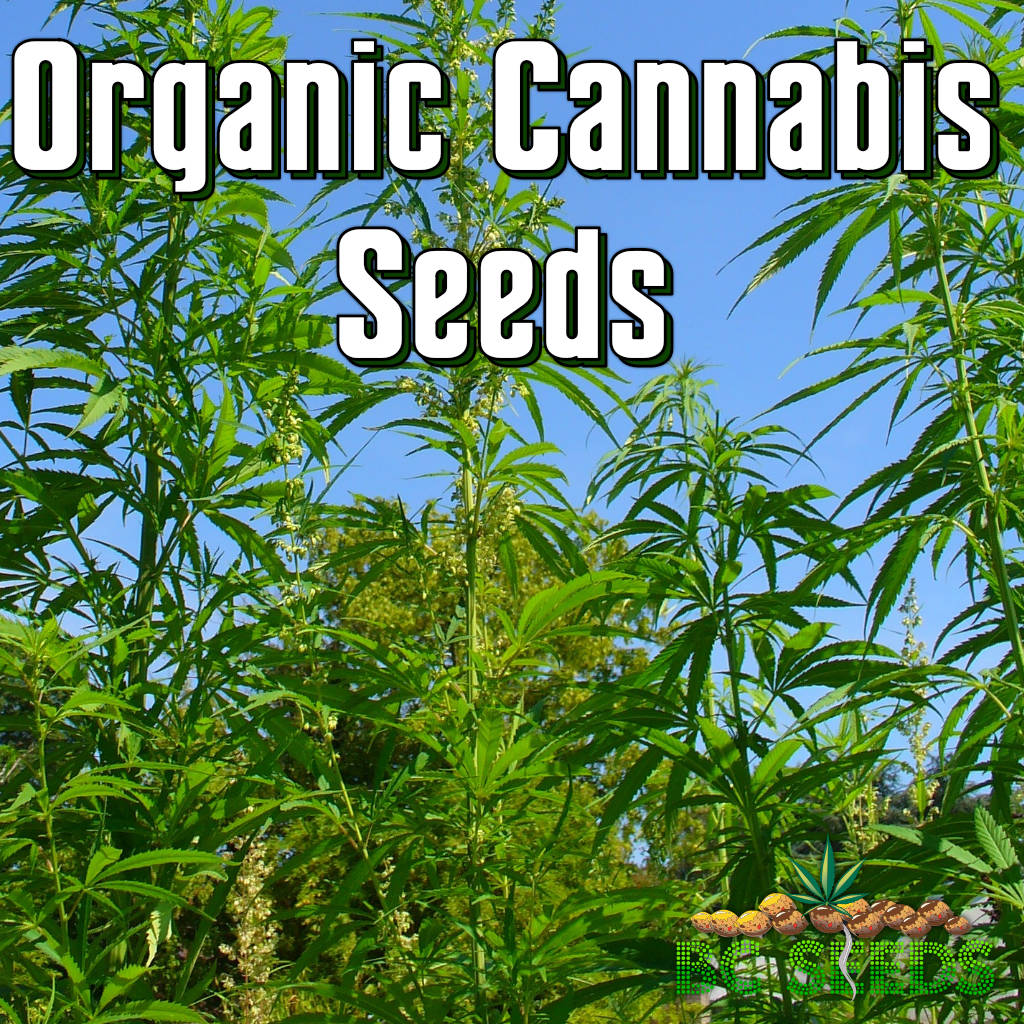 Organic cannabis seeds