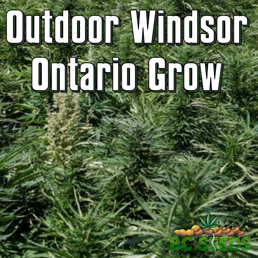 Outdoor Windsor Ontario Grow