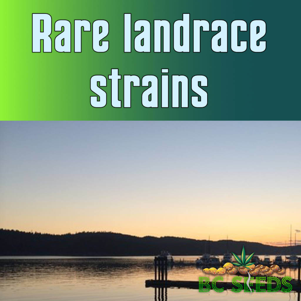 Rare landrace strains