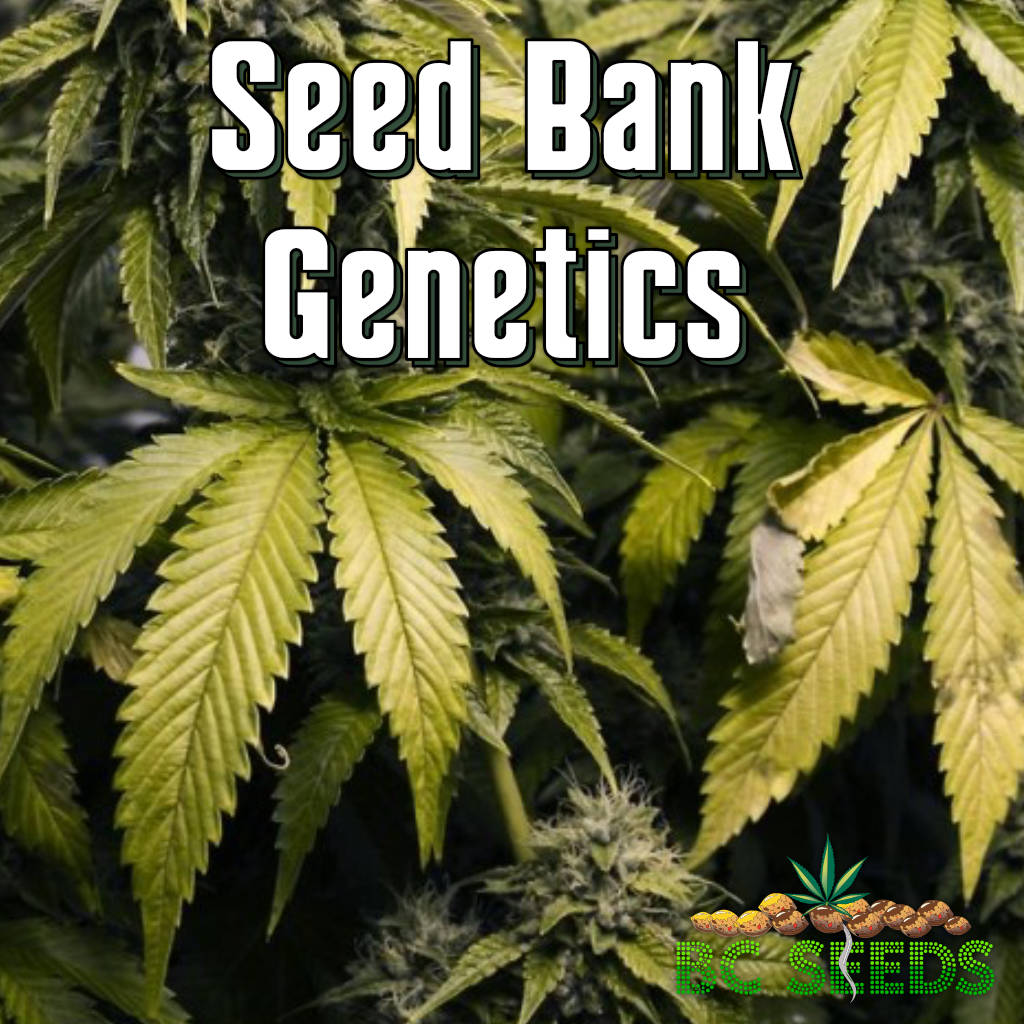 Seed Bank Genetics