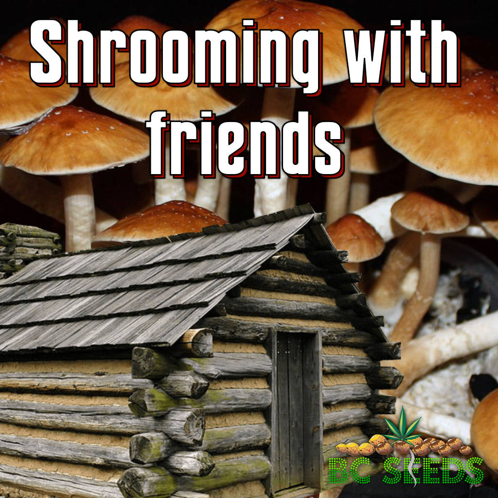 Shrooming with friends