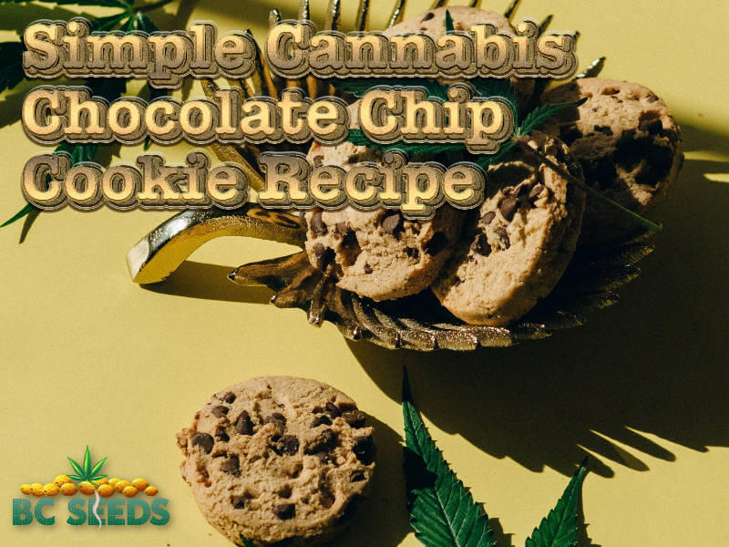 Simple Cannabis Chocolate Chip Cookie Recipe