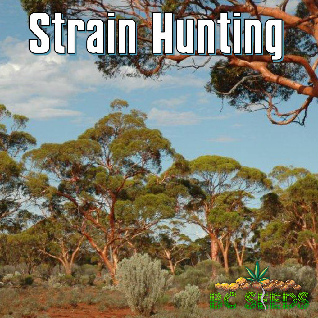 Strain Hunting