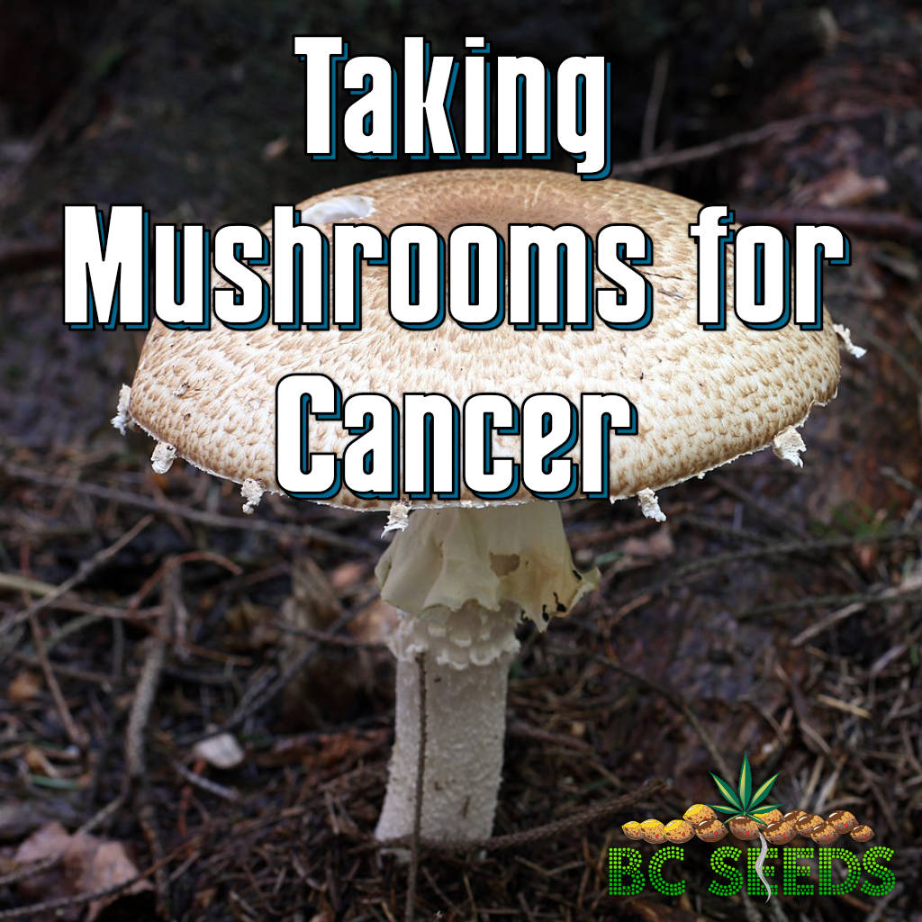 Taking Mushrooms For Cancer