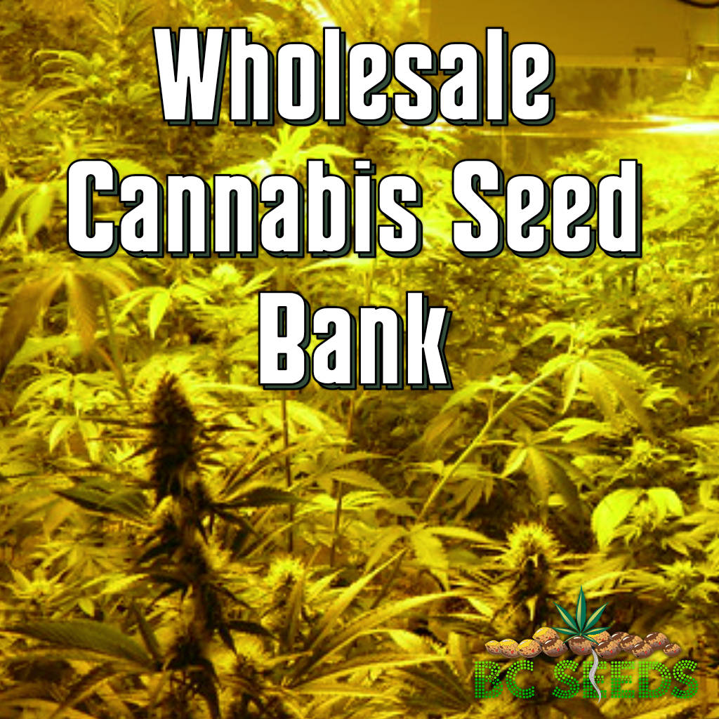 Wholesale Cannabis Seed Bank