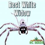 Best White Widow
