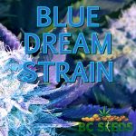 Blue Dreams Strain