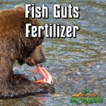 Fish Guts Fertilizer