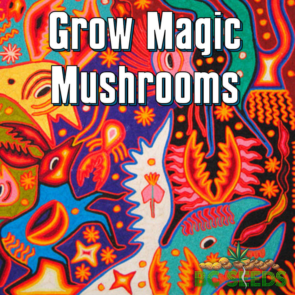 Grow Magic Mushrooms