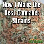 How I Make the Best Cannabis Strains