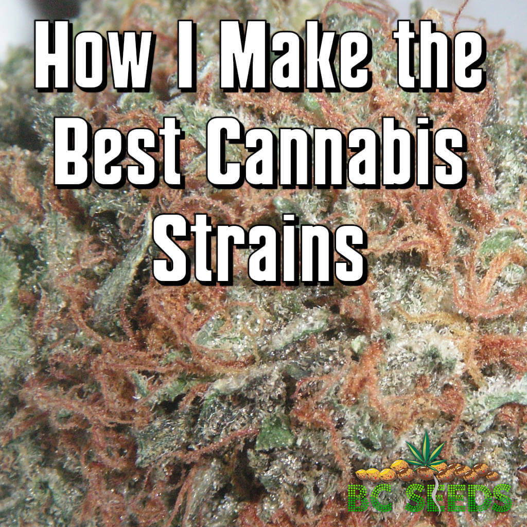 How I Make the Best Cannabis Strains
