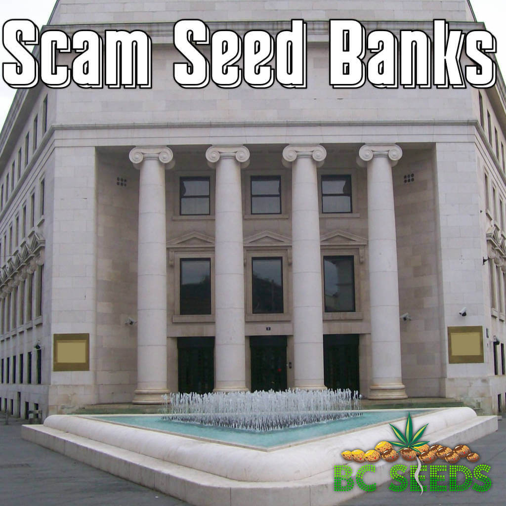 Scam Seed Banks