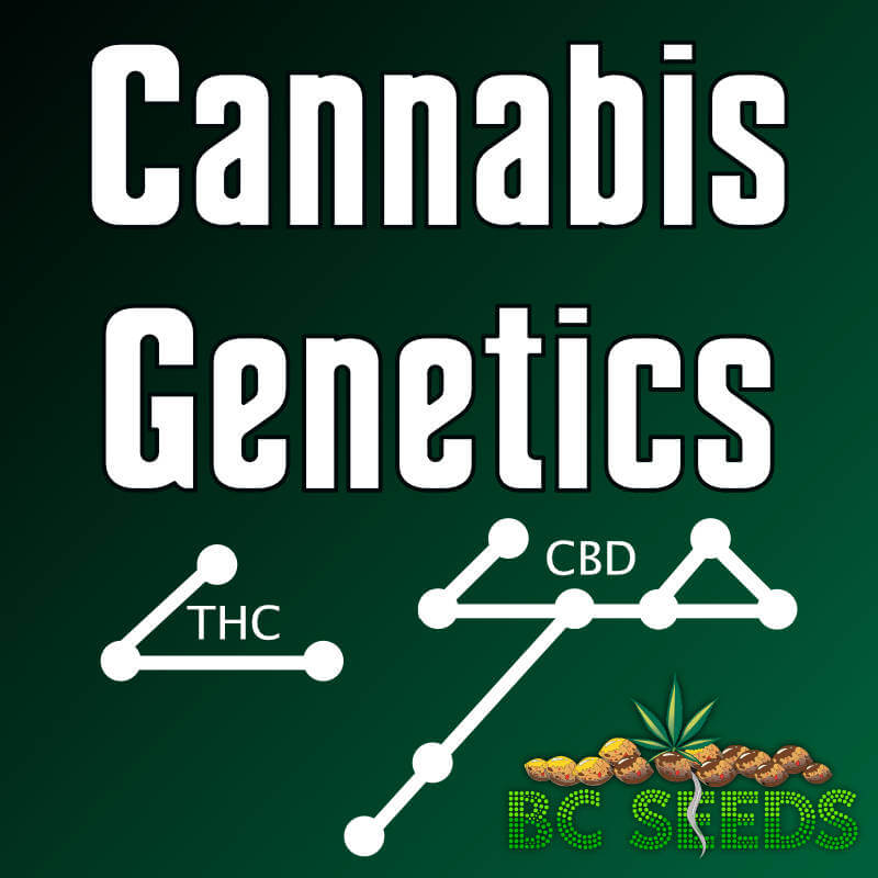 Cannabis genetics