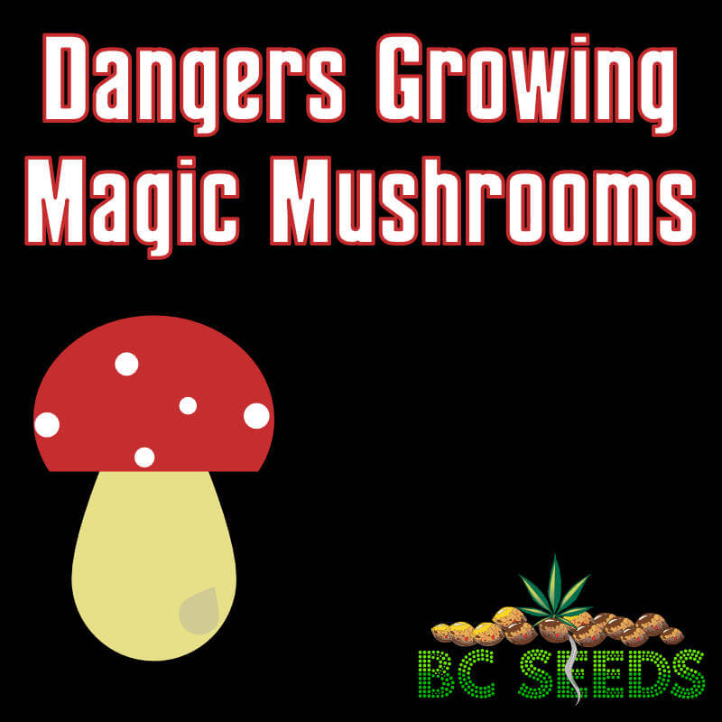 Dangers Growing Magic Mushrooms