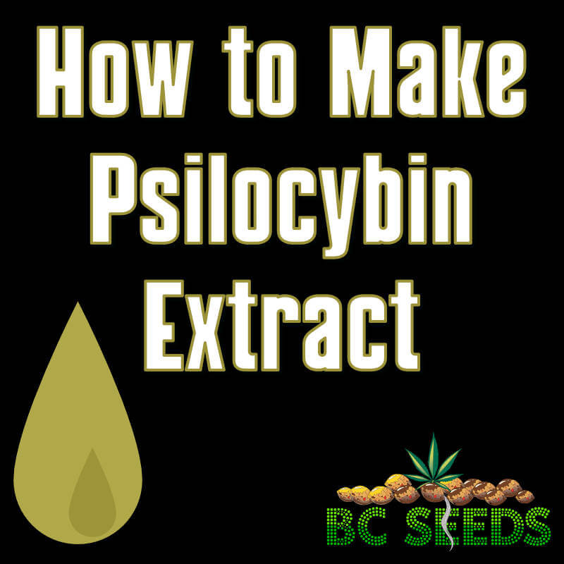 How to Make Psilocybin Extract