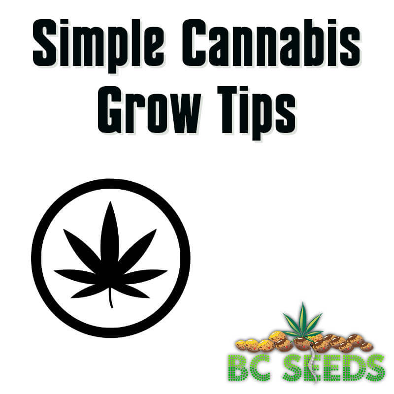 Simple Cannabis Grow Tips