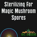 sterilizing for magic mushroom spores