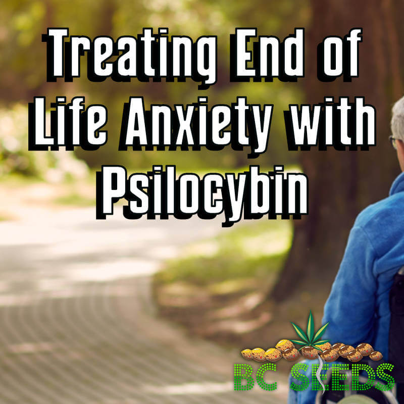 Treating End of Life Anxiety with Psilocybin