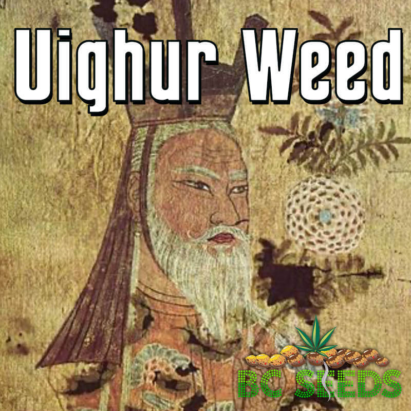 Uighur Weed