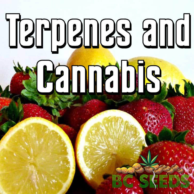 Terpenes and Cannabis