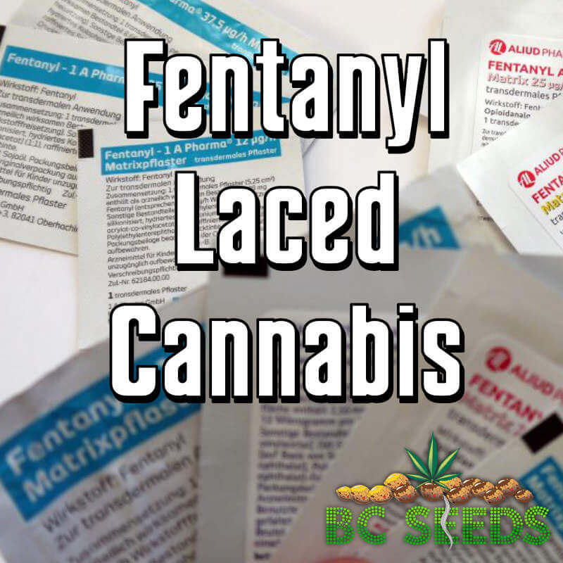 Fentanyl Laced Cannabis