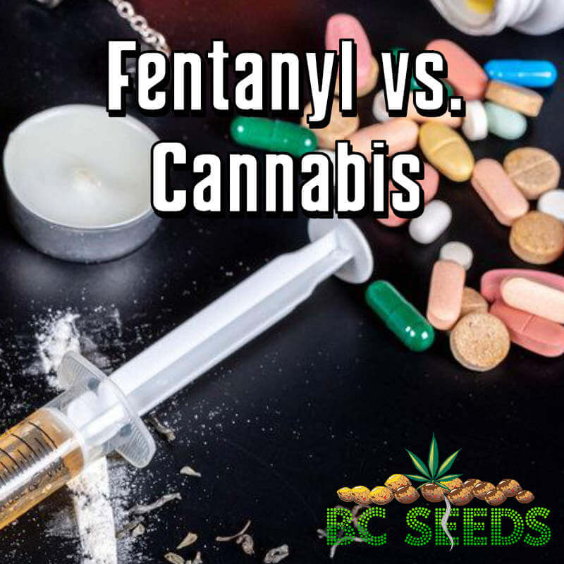 Fentanyl vs. Cannabis