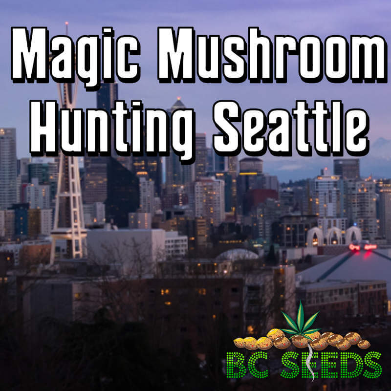 Magic Mushroom Hunting Seattle