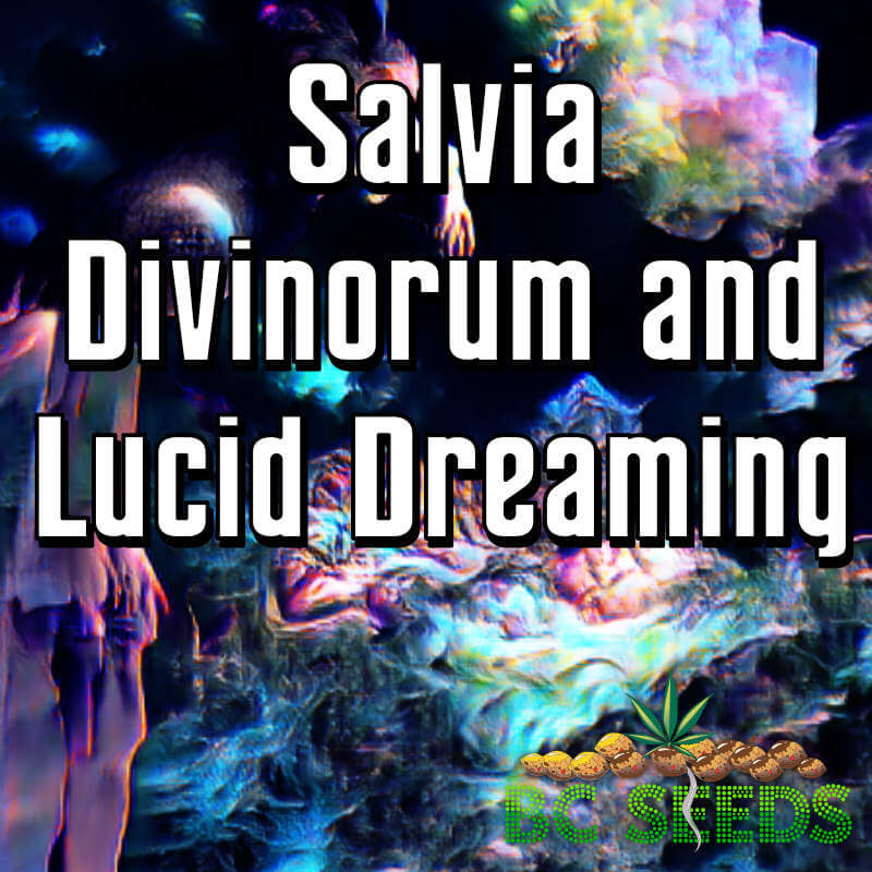 Salvia Divinorum and Lucid Dreaming