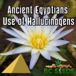 Ancient Egyptians' Use of Hallucinogens