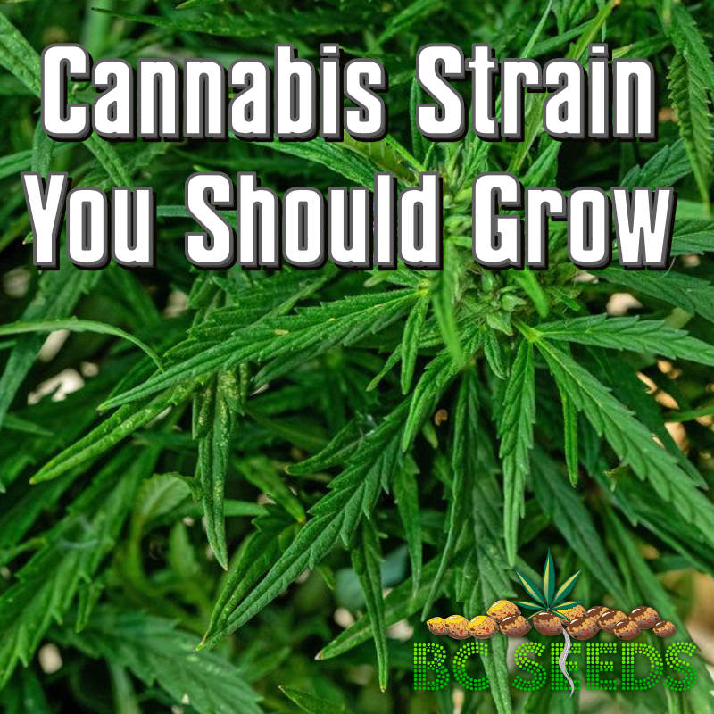 Cannabis Strain You Should Grow