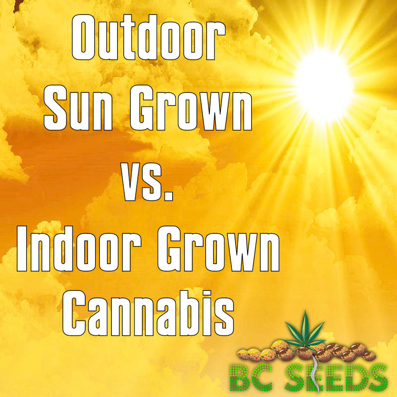 Outdoor Sun-grown vs. Indoor Grown Cannabis