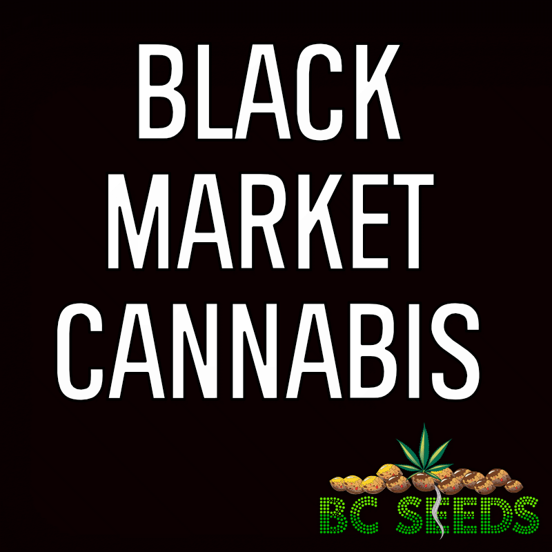 Black Market Cannabis