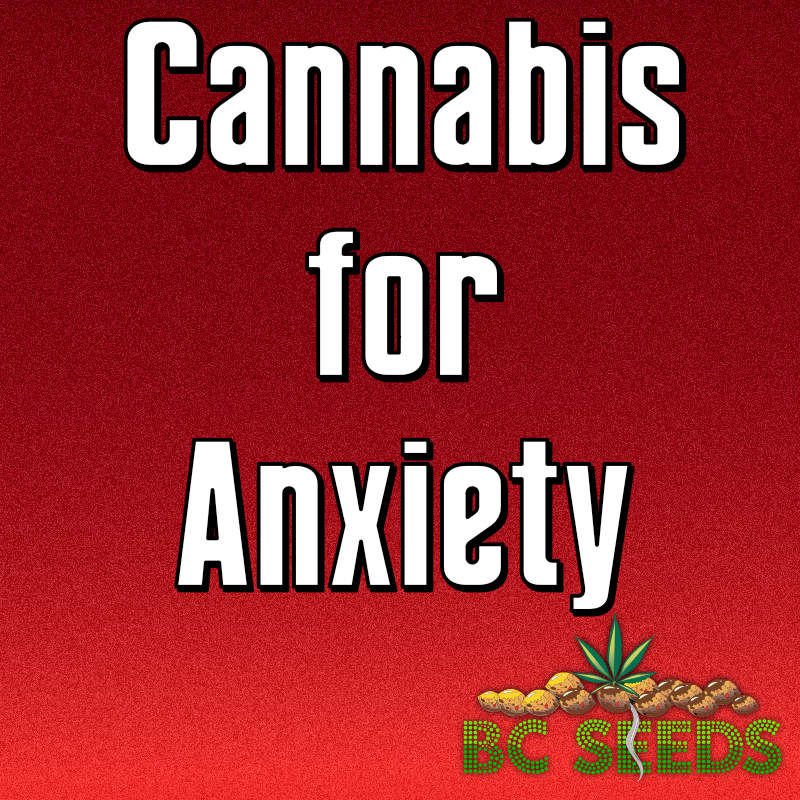 Cannabis For Anxiety