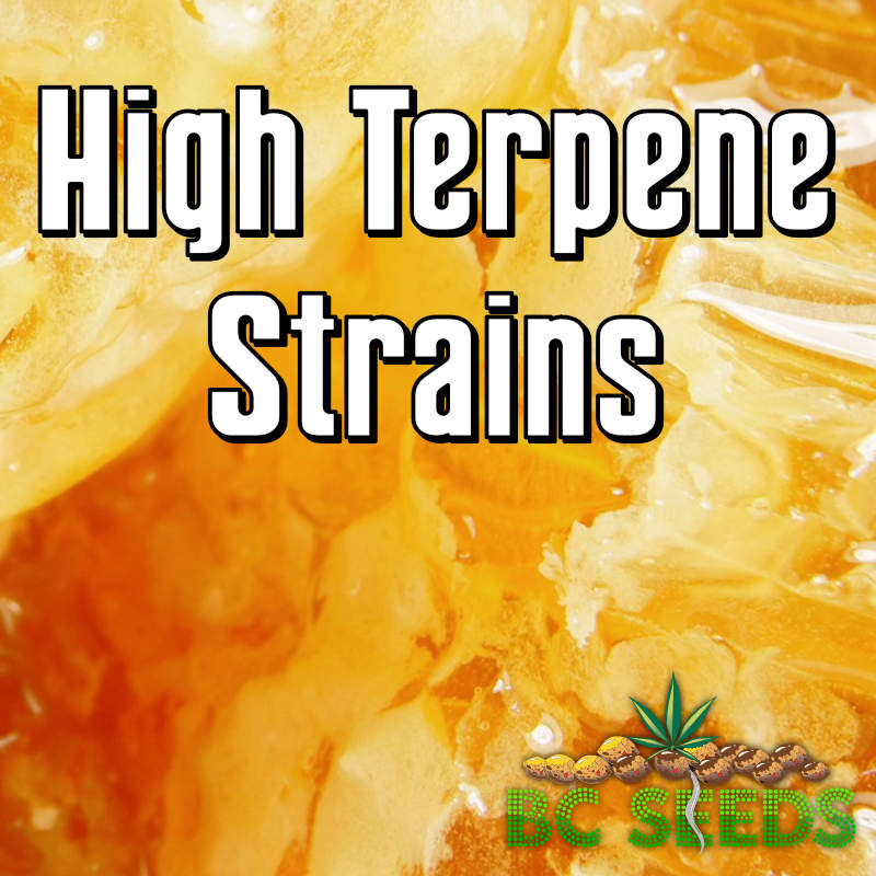 High Terpene Strains